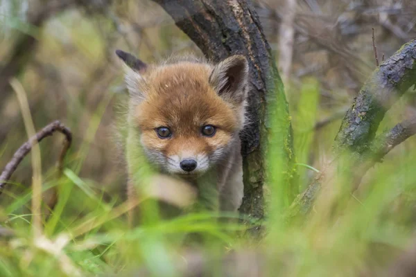 Wild baby Red Fox Cub Vulpes vulpes — Stockfoto