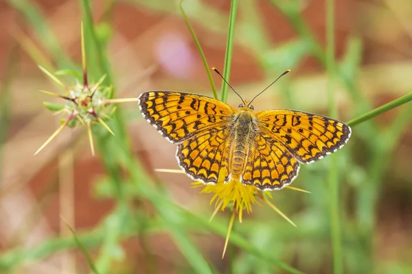 Knapweed fritillary, Melitaea phoebe, repos des papillons et sondage — Photo
