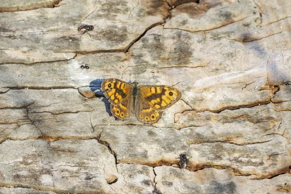 壁の木で休んでクリアーブラウン バタフライ Lasiommata megera — ストック写真