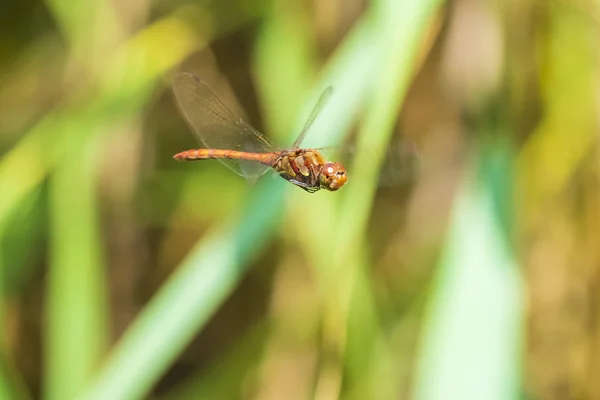 Společné dragonfly vážka (Sympetrum striolatum) létání — Stock fotografie