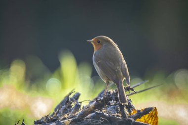 Güneş ışığında Robin gerdan Erithacus rubecula kuş şarkı