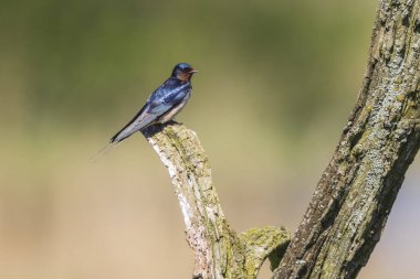 Barn Swallow kuş (Hirundo Rustica) ahşap bir günlük duri üzerinde yer alan