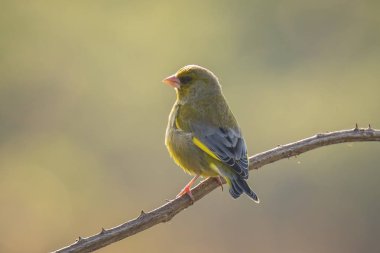 Greenfinch Chloris chloris kuş şarkı