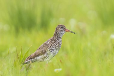 canlı bir çayır üzerinde ortak redshank tringa totanus