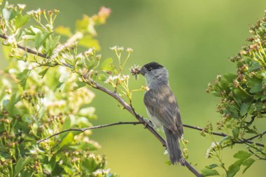 Bir ağaçta şarkı karatavuk (turdus merula)