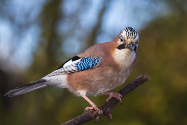 Bayağı alakarga kuş (Garrulus glandarius) bir şube, Aut tünemiş