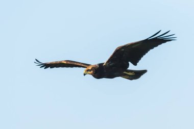 Batı marsh harrier, sirk aeruginosus, avcılık