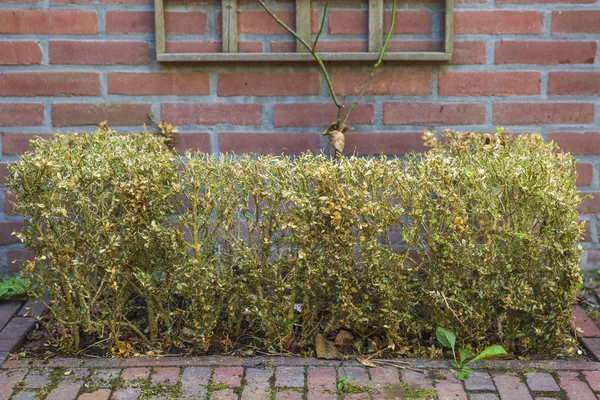 Buxus, zničen okno strom můra housenka, Cydalima očima projektových partnerů. — Stock fotografie