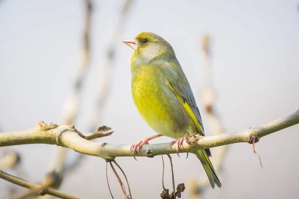 Roselin vert mâle Chloris chloris chant des oiseaux — Photo