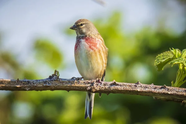 Linnet bird, Carduelis canabina cantando — Fotografia de Stock