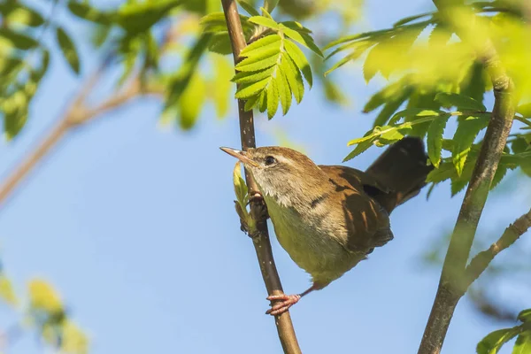 Cetti 's warbler, cettia cetti, canto de pássaro e poleiro — Fotografia de Stock