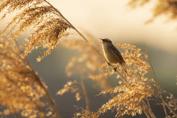 Euraziatische reed warbler Acrocephalus scirpaceus vogel zingen in re — Stockfoto