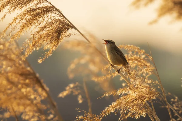Avrasya Reed'i ötleğeni Acrocephalus scirpaceus kuş şarkı içinde yeniden