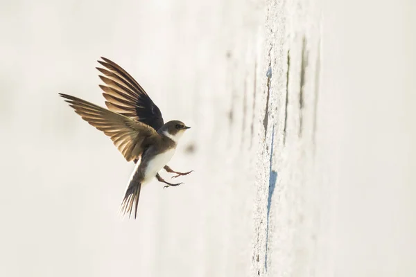 Sand Martin, rondine di banca Riparia riparia in volo nidificazione — Foto Stock