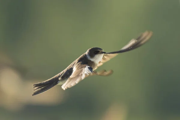 Kum Martin, banka yutma Riparia Riparia uçuş yuvalama