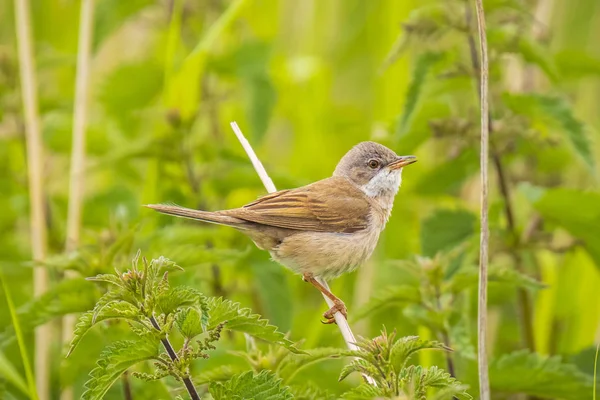 Pájaro de garganta blanca, Sylvia communis, alimentándose en un prado — Foto de Stock