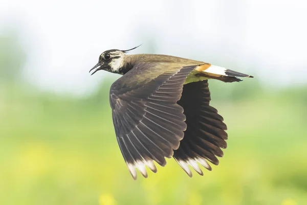 Closeup of a northern lapwing, Vanellus vanellus, bird in flight