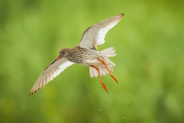 飛行中の一般的なレッドシャンクトリンガトタヌスウェーダー鳥 — ストック写真