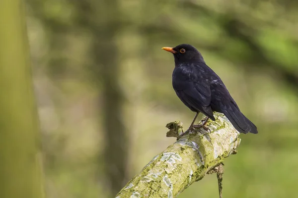 Pájaro negro macho turdus merula posado en un árbol —  Fotos de Stock