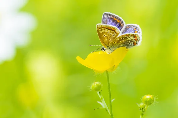 Голубая бабочка, Polyommatus icarus , — стоковое фото