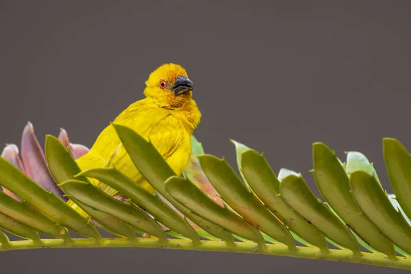 Afrikanska Eastern Golden Weaver Bird Ploceus subaureus manliga Perche — Stockfoto