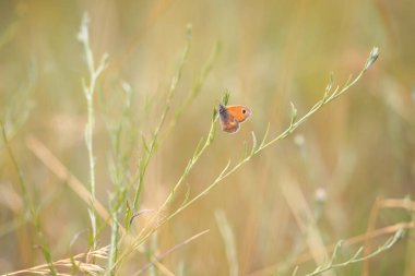 küçük fundalık kelebek (Coenonympha pamphilus) dinlenme