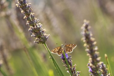Dingy skipper Erynnis tages on purple lavender clipart