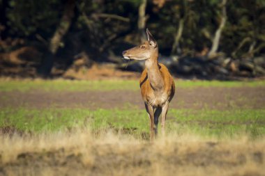 Kadın Kızıl geyik doe veya hind, Cervus elaphus