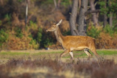 Kadın Kızıl geyik doe veya hind, Cervus elaphus