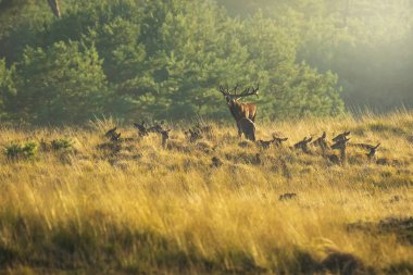 Çiftleşme ve sunse sırasında kükreyen Kızıl geyik cervus elaphus sürüsü