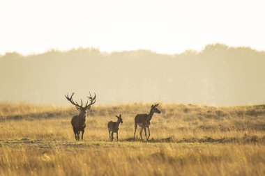 Çiftleşme ve sunse sırasında kükreyen Kızıl geyik cervus elaphus sürüsü
