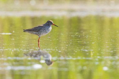 ortak redshank tringa totanus wading kuş