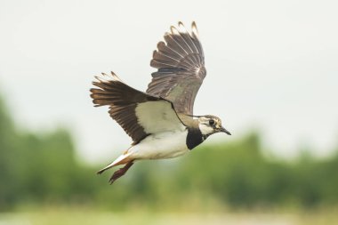 Closeup Kuzey kız kuşu Vanellus vanellus, kuş uçuş