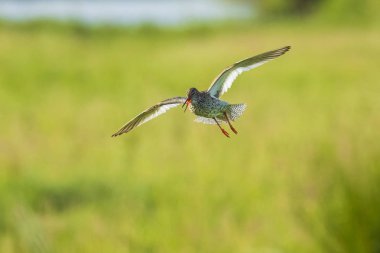 Uçuş ortak kızılbacak Tringa totanus wader kuş
