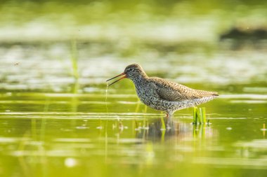 ortak redshank tringa totanus wading kuş