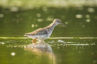 ortak redshank tringa totanus wading kuş