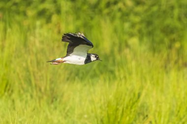 Closeup Kuzey kız kuşu Vanellus vanellus, kuş uçuş