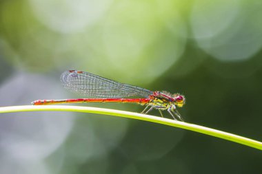 Büyük bir kırmızı damselfly Pyrrhosoma nymphula detay closeup