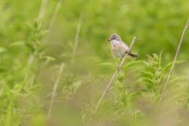 Beyaz boğaz kuş, Sylvia communis, bir çayır içinde yem