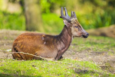 Visayan benekli geyik Rusa alfredi