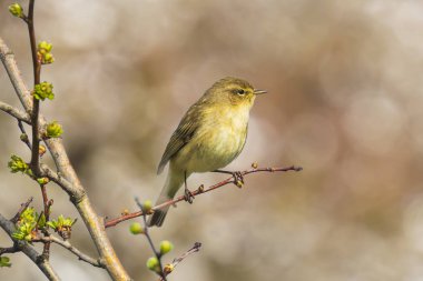 Willow ötleğen kuşu, Phylloscopus trochilus, şarkı