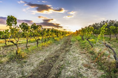 Tarım arazileri Istria, Hırvatistan'ın pastoral mahzeninde gün batımında.