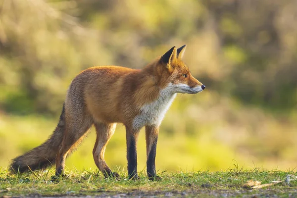 Vulpes de raposa vermelha selvagem Vulpes — Fotografia de Stock