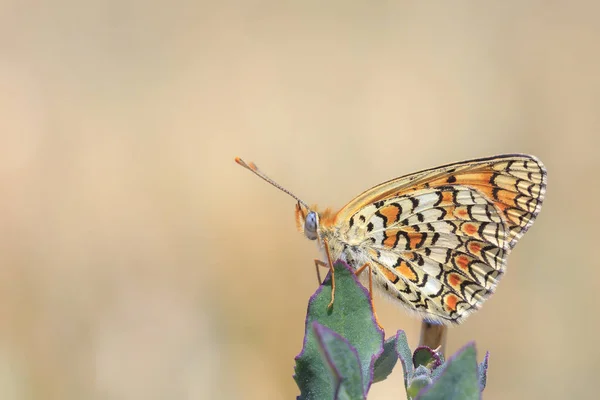 Knapweed fritillary, Melitaea phoebe, butterfly resting and poll — Stock Photo, Image