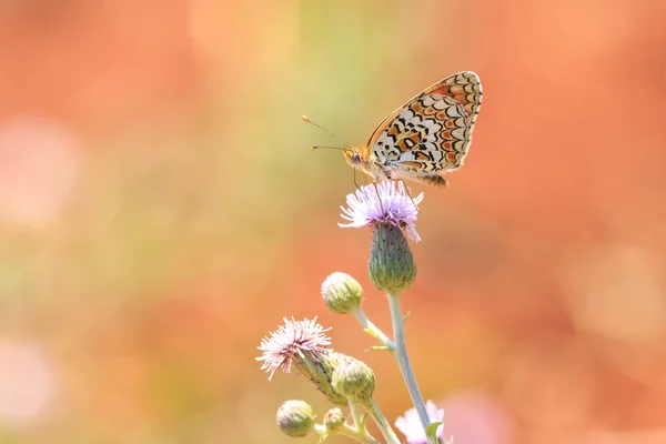 Knapweed fritillary, Melitaea phoebe, butterfly resting and poll — Stock Photo, Image