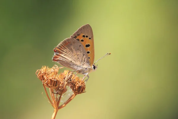 小或常见的铜色蝶已经示爱特写 — 图库照片