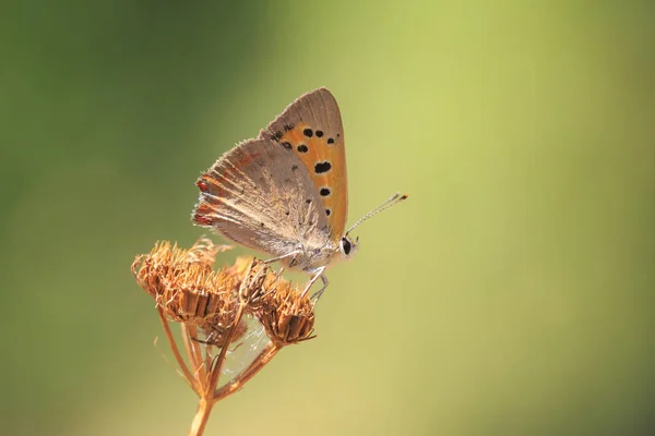 Маленькая или обычная медная бабочка lycaena phlaeas крупным планом — стоковое фото