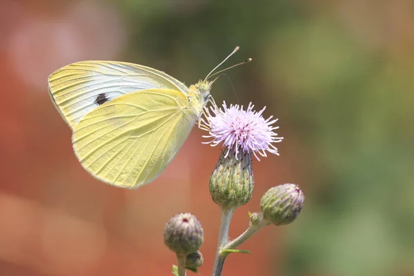 Pieris brassicae, the large white or cabbage butterfly pollinati — Stock Photo, Image