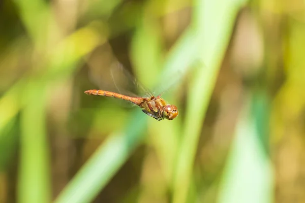 Vôo comum de libélula Darter (Sympetrum striolatum) — Fotografia de Stock
