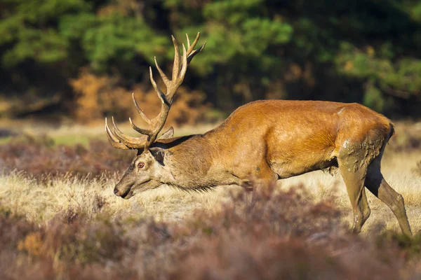 Manliga kronhjort, cervus elaphus, spårbildning säsongen — Stockfoto